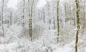 Snowy Forest Harz Selketal