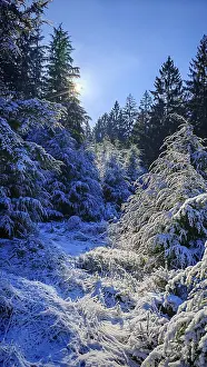 Snowy forest landscape with sunlight shining through the branches