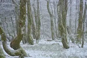 Snowy forest with mystical flair due to foggy conditions