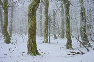 Snowy forest with prominent tree trunks