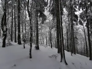 Snowy forest in a quiet winter landscape with dark shades