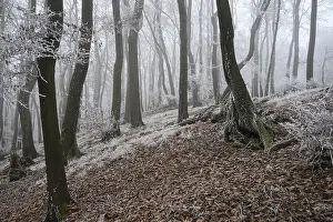A snowy forest slope in winter fog with frosty structures on the trees