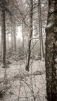 Snowy forest with tall trees and a foggy atmosphere