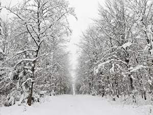 Snowy forest trail flanked by snow-covered trees in a quiet winter atmosphere