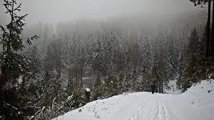 Snowy forest trail in foggy weather