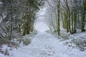 Snowy forest trail surrounded by trees and covered in fog