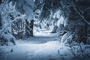 Snowy forest trail with thick trees and a quiet