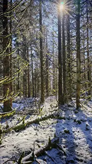 Snowy forest with trees breaking sunbeams and casting shadows