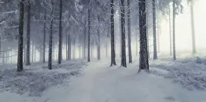 Snowy forest in winter with foggy