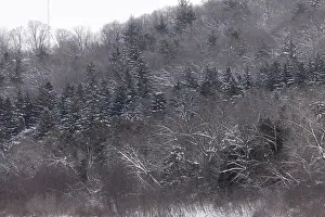 Snowy hills and trees in a forested landscape