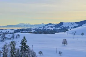 Snowy hilly landscape at sunrise with groups of trees and mountains in the background