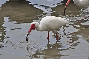 Snowy ibis (Eudocimus albus)