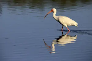 Snowy Ibis, (Eudocimus albus), adult