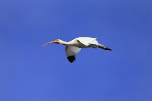 Snowy Ibis, (Eudocimus albus), adult