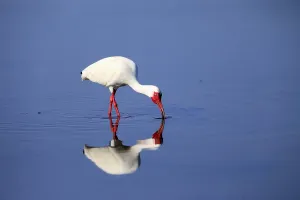 Snowy Ibis, (Eudocimus albus), adult