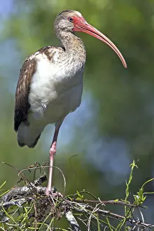 Snowy ibis, (Eudocimus albus), animals