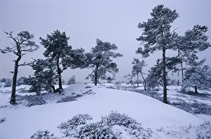 Snowy landscape