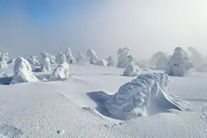 Snowy landscape with icy trees under a foggy sky