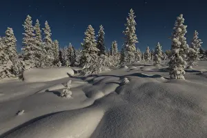 Snowy landscape in the moonlight