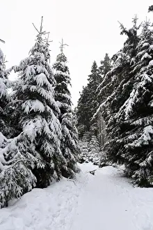 Snowy landscape, spruce forest