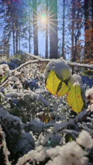 Snowy leaves in the foreground with sunlight in the background