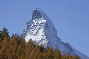 Snowy Matterhorn, autumnal trees