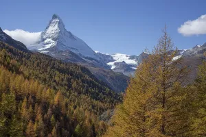 Snowy Matterhorn, autumnal trees