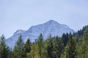 Snowy mountain hawk with forest in autumn