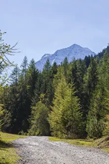 Snowy mountain hawk with forest and hiking trail in autumn