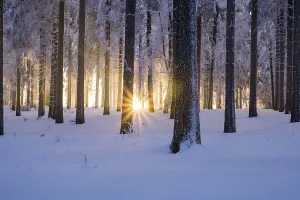 Snowy Norway spruce (Picea abies) forest at sunset