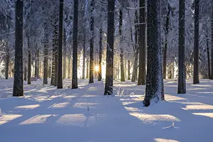 Snowy Norway spruce (Picea abies) forest at sunset