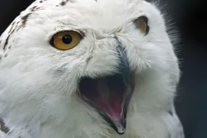 Snowy owl
