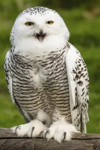 Snowy owl