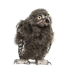 Snowy owl, Bubo scandiacus, 40 days