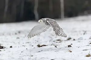 One snowy owl, Bubo scandiacus