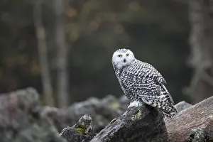 Snowy owl, Bubo scandiacus