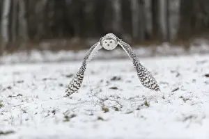 One snowy owl, Bubo scandiacus