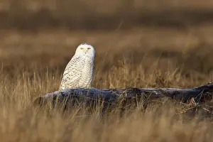 Snowy Owl (Bubo scandiacus) female