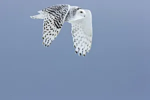Snowy owl (Bubo scandiacus) in flight
