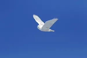 Snowy owl (Bubo scandiacus) in flight under blue sky