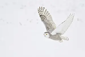 Snowy Owl (Bubo scandiacus) flying