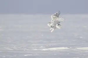 Snowy Owl (Bubo scandiacus) flying