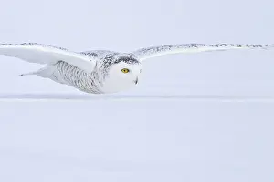 Snowy Owl (Bubo scandiacus) flying