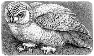 snowy owl (Bubo scandiacus) Historical