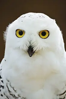 Snowy owl (Bubo scandiacus, Nyctea scandiaca)