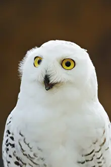 Snowy owl (Bubo scandiacus, Nyctea scandiaca)