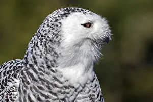 Snowy owl (Bubo scandiacus), portrait