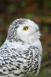 Snowy owl (Bubo scandiacus), portrait