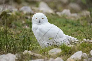 Snowy Owl (Bubo scandiacus) sitting on grass