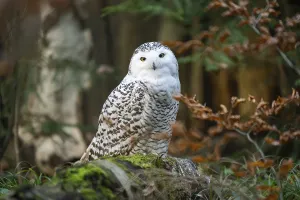 Snowy owl (Bubo scandiacus) sitting on the ground
